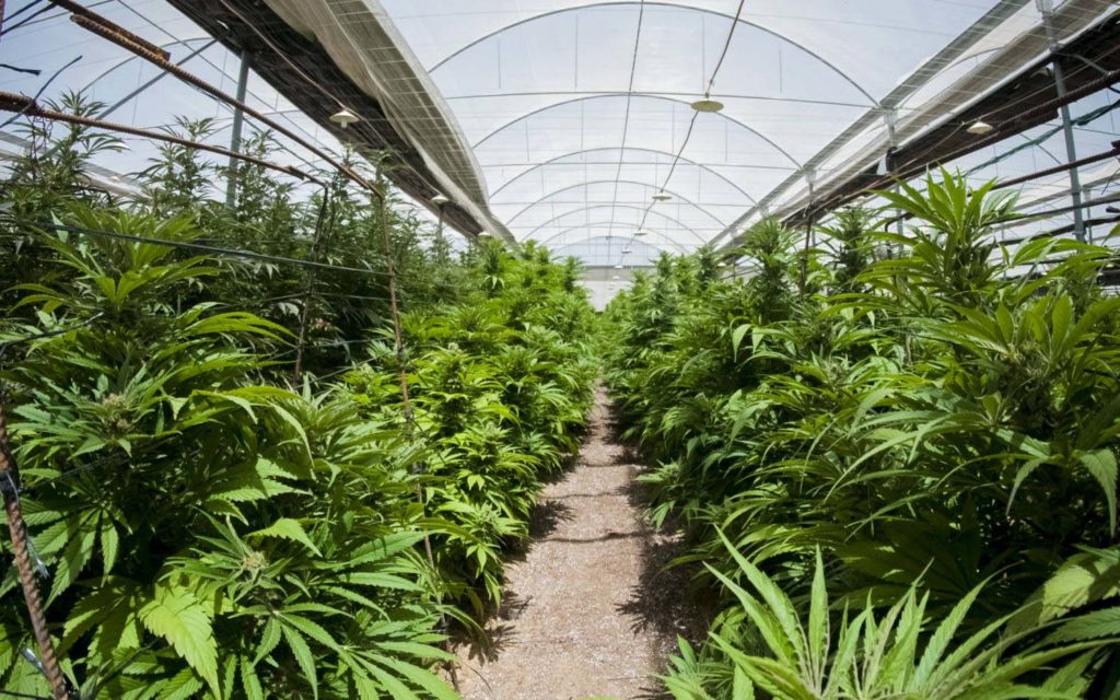 El Ayuntamiento considerará el cultivo local de cannabis